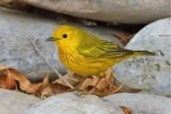 Chipe Amarillo
