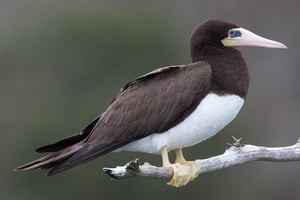 03 - 600x400 - Pájaro bobo - Sula leucogaster - Isla Contoy